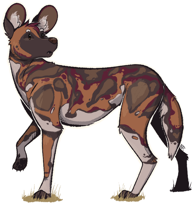 African wild dog