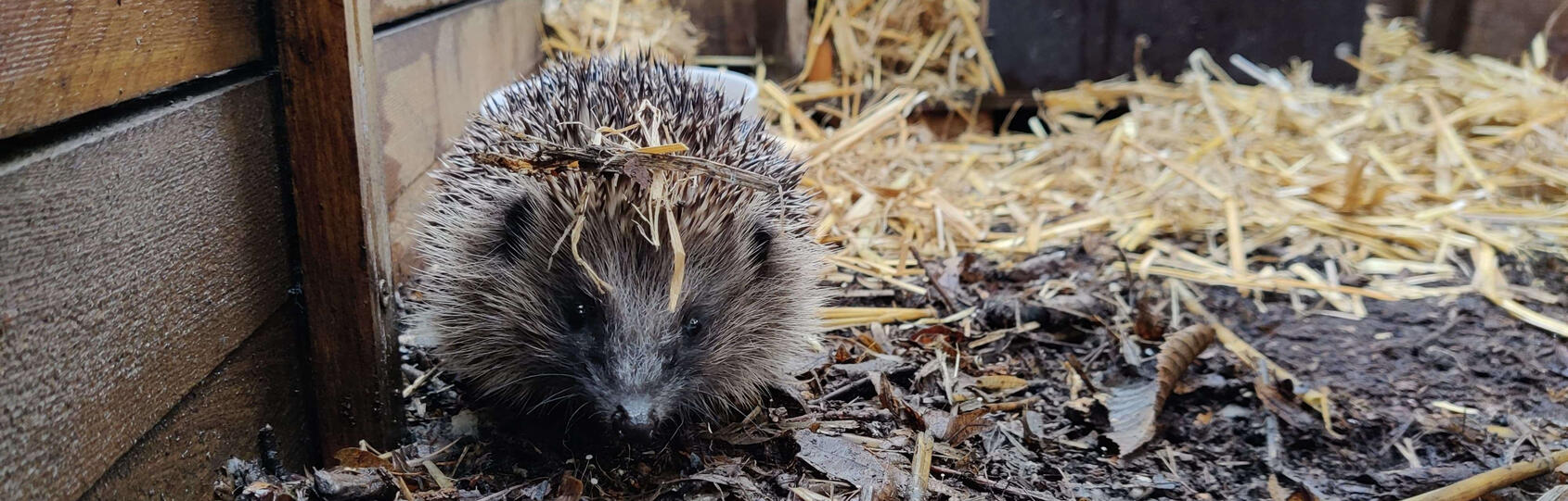Outdoors enclosures allow them to relearn their wild habits.